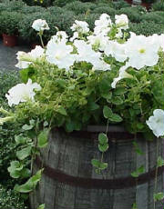 flowerbarrel.jpg