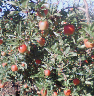 orchardii.jpg